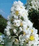  LAGERSTROEMIA BIANCO GRASSI CLT. 18 125/150 kínai selyemmirtusz