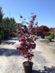  Acer palm. 'Red Flash' CLT10 japán juhar