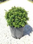  ILEX CRENATA LUXUS GLOBE (R) CLT. 18 HALF STANDARD magyal