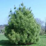  Pinus wallichiana CLT30 125/150 Himalájai selyemfenyõ