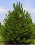  Pinus nigra 'Austriaca' CLT230 feketefenyõ