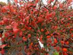  EUONYMUS ALATUS COMPACTUS CLT. 15 60/80 szárnyas kecskerágó