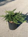  JUNIPERUS SABINA TAMARIXIFOLIA LV 9 BONSAI nehézszagú boróka
