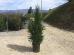  THUJA PLICATA ATROVIRENS CLT. 18 125/150 tuja