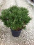  PINUS NIGRA PIERRICK BREGEON (R) LV 9 MINI STANDARD feketefenyõ