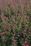  PHOTINIA SERRULATA RED ROBIN CLT. 15 HALF STANDARD kerti korallberkenye