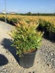  NANDINA DOMESTICA MOON BAY CLT. 3 japán szentfa