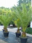  Phoenix canariensis CLT18 100/125 kanári datolyapálma