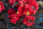  LAGERSTROEMIA BLACK DIAMOND (R)BEST RED CLT. 15 HALF STANDARD kínai selyemmirtusz