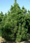  Pinus nigra var. 'Austriaca' CLT30 feketefenyõ