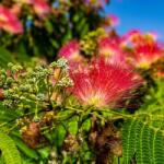  Albizia jul. 'Rouge de Tuiliere' perzsa selyemakác