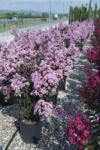 LAGERSTROEMIA INDICA RHAPSODY IN PINK (R) CLT. 15 kínai selyemmirtusz