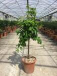  CITRUS BERGAMIA (BERGAMOTTO) LV 14 HALF STANDARD bergamott narancs