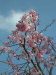  PRUNUS SUBHIRTELLA AUTUMNALIS ROSEA CLT. 18 HALF STANDARD díszcseresznye