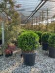  BUXUS MICROPHYLLA FAULKNER CLT. 20 BALL kislevelű puszpáng, buxus