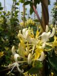  LONICERA JAPONICA HALLIANA CLT. 10 175/200 futólonc