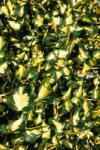  HEDERA HELIX ORO BOGLIASCO (GOLDHEART) CLT. 7 borostyán