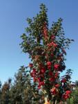  ILEX MESERVEAE HECKENSTAR (R) CLT. 18 HALF STANDARD magyal