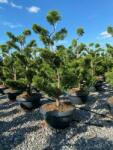  Cupr. ley. 'CG' LV 30 BONSAI leylandi ciprus