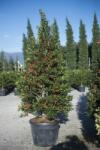  ILEX MUTCHAGARA NELLIE R. STEVENS CLT. 18 HALF STANDARD magyal