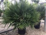  CHAMAEROPS HUMILIS CLT. 30 80/100 MULTI-STEMMED lószõrpálma