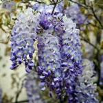 WISTERIA CHINENSIS BLUE SAPPHIRE CLT. 3 150/200 lilaakác