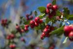  CRATAEGUS LAEVIGATA PAUL'S SCARLET CLT. 25 díszgalagonya