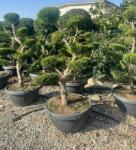  Cupr. ley. 'CG' CLT35 BONSAI leylandi ciprus