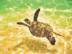 Hobby-maniak Pictură după numere - broasca țestoasă (491877)