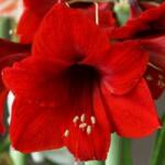  Royal Red cserepes amarillisz 14 cm-es cserépben, 1 db