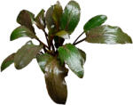 Stoffels növény - Cryptocoryne nurii (ST010455)