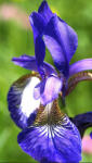 Sun-Life Iris kaempferi-japán nőszirom (01) (TN00001) - koi-farm