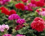 Oázis cserepes meglepetés színű álló muskátli 12 cm-es cserépben, 1 db (szállítás Május 21-tõl)