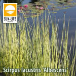 Sun-Life Scirpus lacustris Albescens / Hosszanti csíkos ecsetkáka (117) (TN00117) - koi-farm