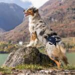  Balto - Dispozitiv de stabilizare și ridicare in cazul displaziei - ortopet - 929,45 RON