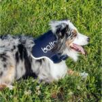  Balto - Guler de sprijin pentru gât (ortopedic) - pentru câini și pi