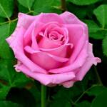  Trandafir Rhodos Roz (teahibrid) (ARB)