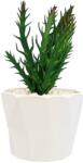 Ella Home Planta Suculenta In Ghiveci, Mov, Plastic, 18Cm ComfortTravel Luggage (2107)