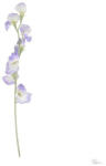 Selyemvirág Lathyrus lila (DD67965)