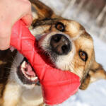 PitchDog Safe And Durable Barbell-Shaped Dog Toy - játék (súlyzó, pink) kutyák részére (Ø7cm/19cm)