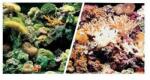 Hagen Fundal acvariu recif / coral 45cm x 7.5m
