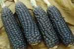 TRÓPUS Trópus Csöves mini kék kukorica - kiegészítő eleség rágcsálók részére (320g)
