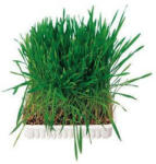 TRIXIE Small Animal Grass - kiegészítő eledel (fű) rágcsálók részére (100g)