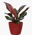 Artevasi San Remo 9 cm műanyag növénytartó Dark Red