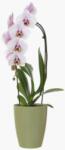 Artevasi Fiji Orchid 12, 5 cm műanyag orchidea kaspó Eucalyptus Green (csak kaspó)