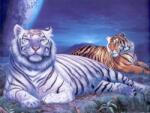  Fehér és barna tigrisek kreatív gyémánt kirakó készlet (50x40 cm)
