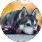 Pictu Hap Ehető papír husky kiskutya a földön fekve 19, 5 cm - Pictu Hap (pic9000593_kruh)