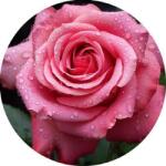 PICTURE Ehető papír rózsaszín rózsa 19, 5cm - PICTURE (pic024)