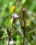  Keserű tárnics (Gentian / Gentiana amarella) DEVA Bach-virágeszencia