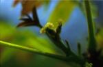  Diófa (Walnut / Juglans regia) DEVA Bach-virágeszencia